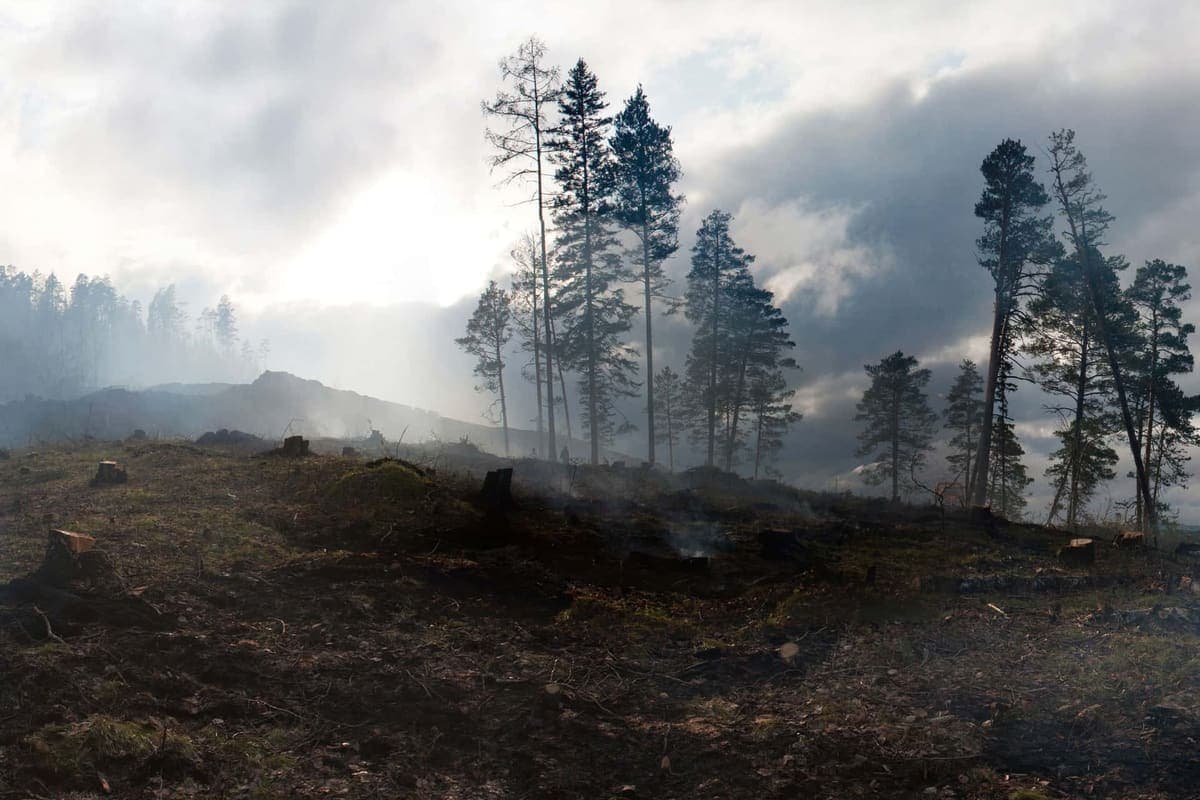 Smoke drifting through a stand of burned trees